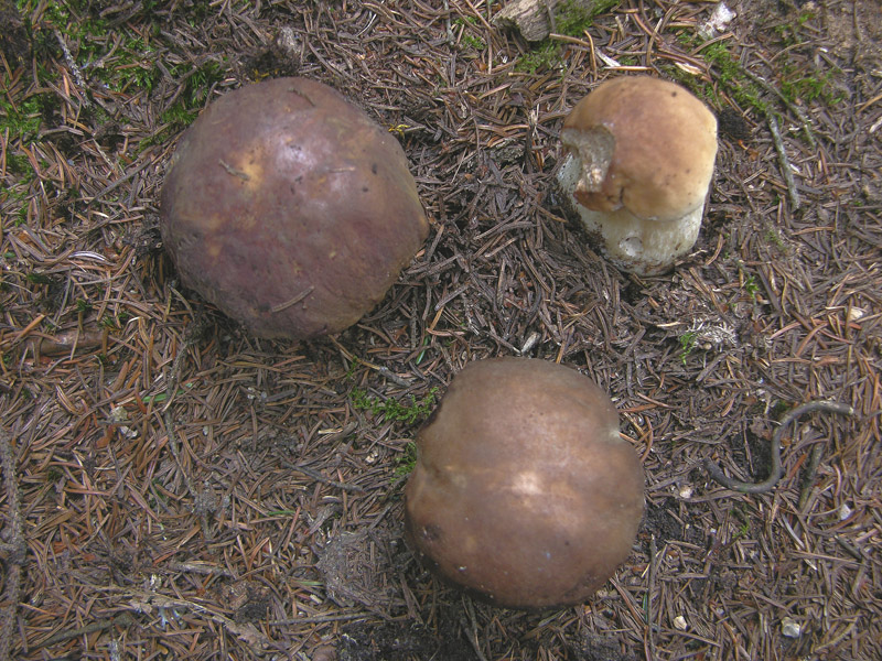 Quando c''�......il barbatrucco.....